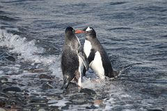 10A Two Gentoo Penguins Meet As They Leave The Ocean To Prepare To Mate On Aitcho Barrientos Island In South Shetland Islands On Quark Expeditions Antarctica Cruise.jpg